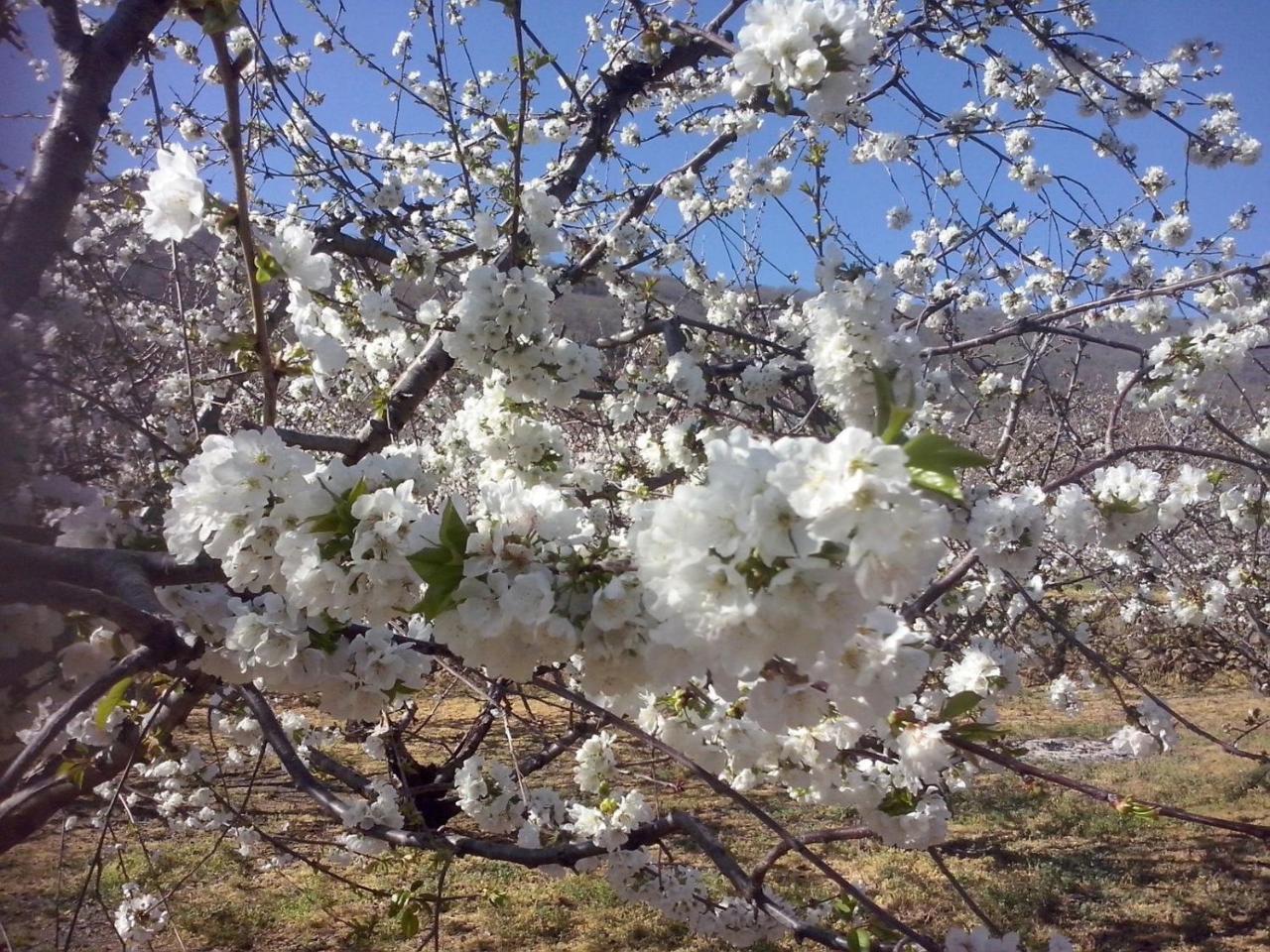 La Antigua Tahona Daire Navaconcejo Dış mekan fotoğraf
